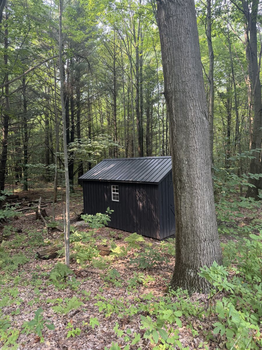 Dark metal roof on a black board and batten shed among trees, a homeowner's reference photo